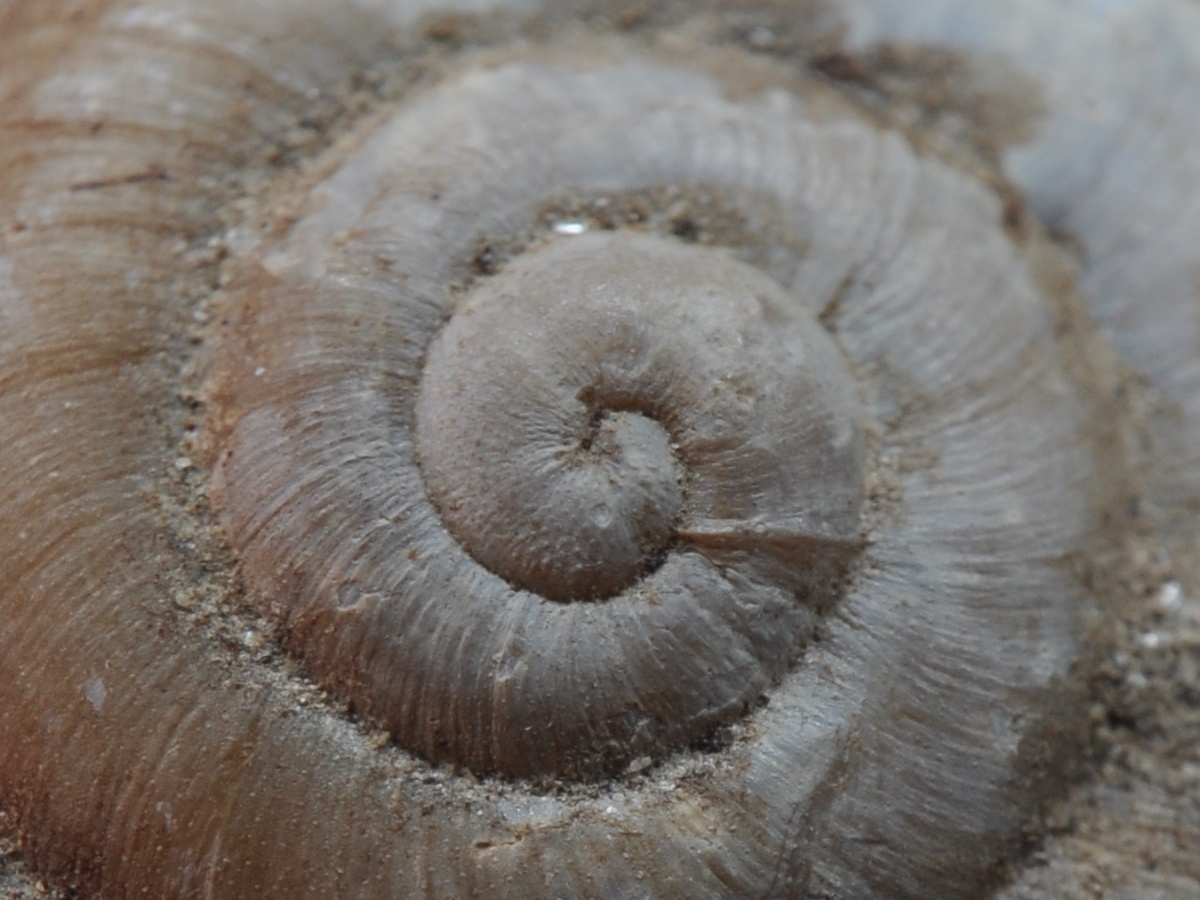 Chilostoma  padanum da Ror (TO)